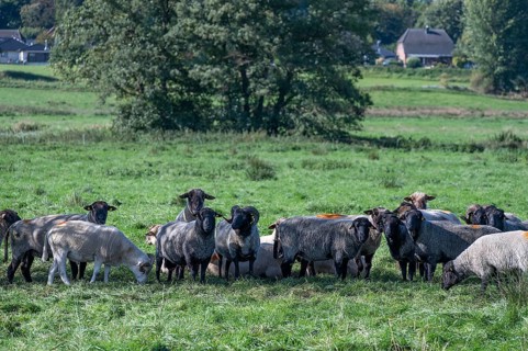 Various sheep breeds (Ovis gmelini) Rough-wooled country sheep, grey-horned heather and