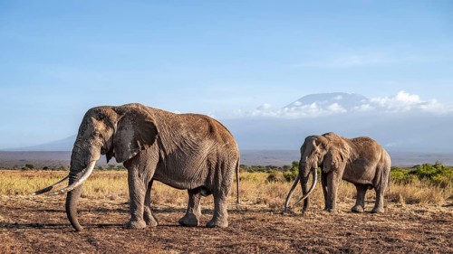 African elephant (Loxodonta africana) in picturesque landscape with the summit of Mount
