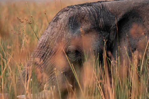 African elephant (Loxodonta africana), elephants on the riverbank between river grass, Thamalakane