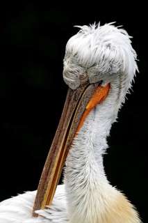 Krauskopf pelican (Pelecanus crispus), Tierwelt Herberstein, Herberstein, Styria, Austria