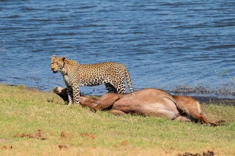 Leopard (Panthera pardus) with kill, waterbuck, Ihaha, Chobe National Park National Park, Botswana