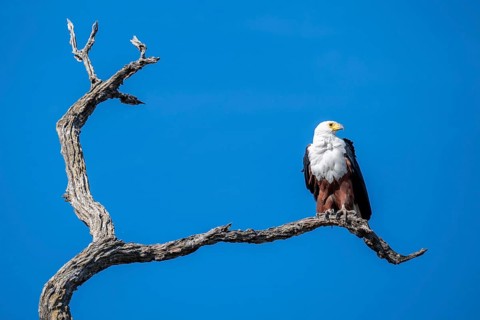 African fish eagle (Icthyophaga vocifer) sitting on dry tree, Ihaha, Chobe National Park National
