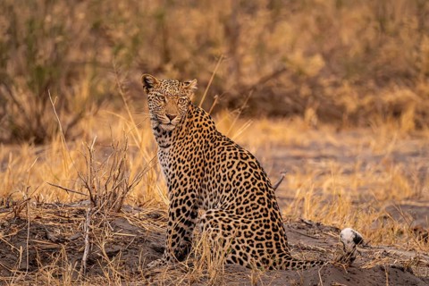 Female, leopard (Panthera pardus) sitting, dry grass, Savuti, Chobe National Park National Park,