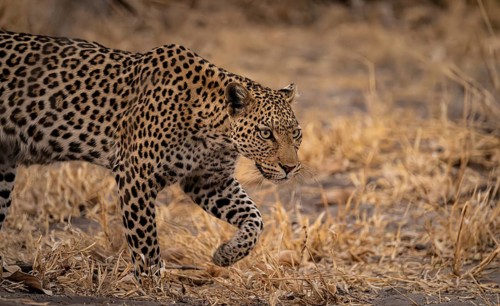 Female, leopard (Panthera pardus) sneaks through dry grass, Savuti, Chobe National Park, Botswana