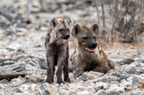 Spotted hyena or spotted hyena (Crocuta crocuta) with young animal, Etosha National Park, Namibia