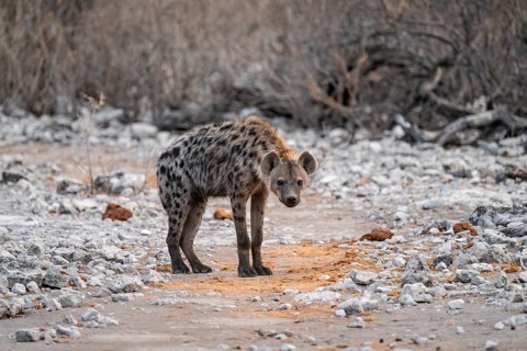 Spotted hyena or spotted hyena (Crocuta crocuta), Etosha National Park, Namibia