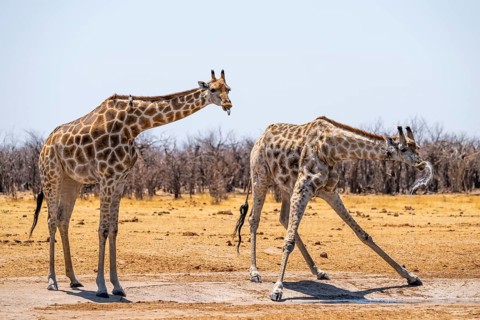 Funny, water flies through the air while drinking, Angola giraffe (Giraffa giraffa angolensis),