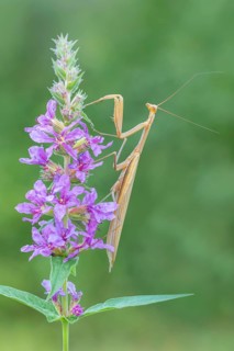 Praying mantis (Mantis religiosa), Littlewood Ranch, Limbach, Burgenland, Austria