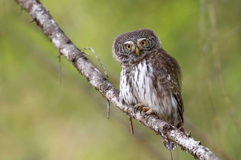 Sparrow owl (Glaucicium passerinum) sitting on a branch, Pillberg, Pill, Tyrol, Austria