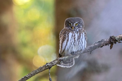 Sparrow owl (Glaucicium passerinum) sitting on a branch, Hausstatt, Weerberg, Tyrol, Austria