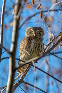Sparrow owl (Glaucicium passerinum) sitting on a branch, Hausstatt, Weerberg, Tyrol, Austria