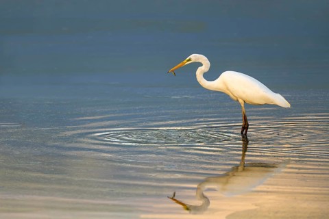 Great egret (Egretta alba) standing in shallow water, Naturquartier Grosswilfersdorf,