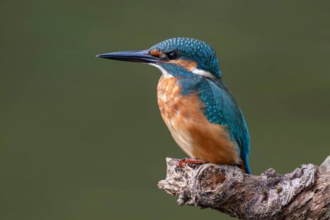 Kingfisher (Alcedo atthis) sitting on a branch, Littlewood Ranch, Limbach, Burgenland, Austria