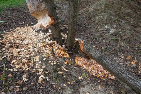 European beaver (Castor fiber), eating marks, Littlewood Ranch, Limbach, Burgenland, Austria