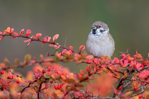Tree sparrow (Passer montanus) sitting in a barberry bush, Littlewood Ranch, Limbach, Burgenland,