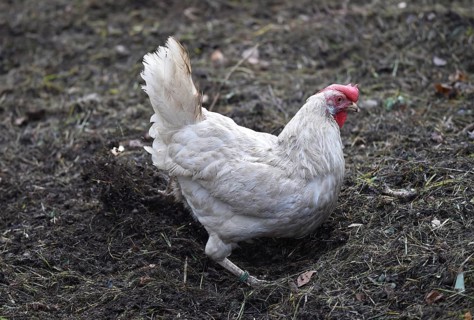 Hen, Gallus gallus domesticus, looking for food in a free-range farm, organic farming,