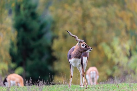 A male blackbuck (Antilope cervicapra) stands on a green meadow on a cloudy day. Some females can