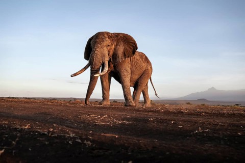 African elephant (Loxodonta africana), the famous Super Tusker elephant Craig, old male with long