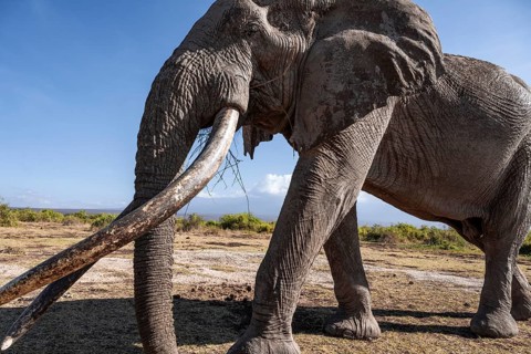 African elephant (Loxodonta africana), the famous Super Tusker elephant Craig, old male with long