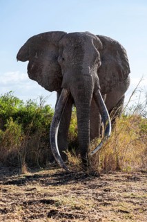 African elephant (Loxodonta africana), the famous Super Tusker elephant Craig, old male with long