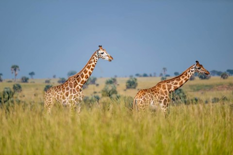 Rothschild giraffes in Murchison Falls National Park, Uganda