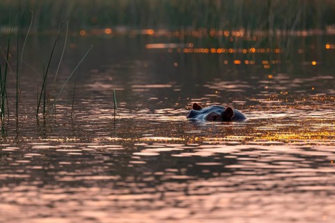 Evening mood, hippo (Hippopotamus amphibius) in the Okavango Delta, Botswana