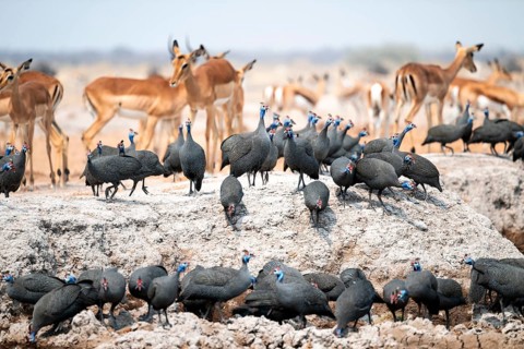 Helmet guinea fowl (Numida meleagris), swarm at the waterhole, Nxai Pan National Park, Botswana