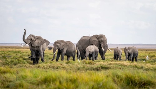 African elephant (Loxodonta africana), herd of young animals in Amboseli National Park, Rift Valley
