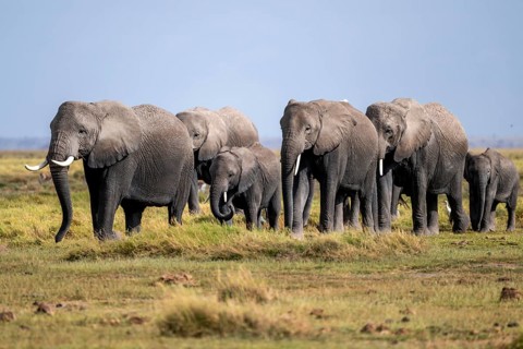 African elephant (Loxodonta africana), herd of young animals in Amboseli National Park, Rift Valley