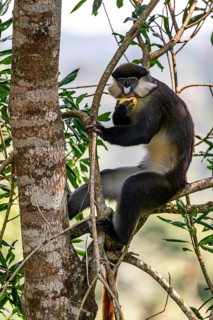 Red-tailed monkeys or Congo white-nosed monkeys (Cercopithecus ascanius schmidti), Kibale National