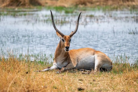 Letschwe or litchi bog antelope (Kobus leche), adult male, in tall dry grass, Okavango Delta,