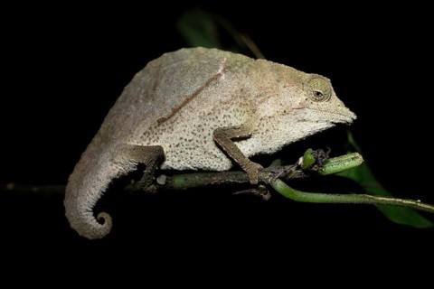 Zomba dwarf chameleon (Rieppeleon brachyurus), white chameleon on a branch at night, Amani Nature
