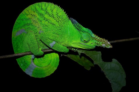 Squishy bihorn chameleon (Kinyongia matschiei), adult male, chameleon on a branch at night, Amani