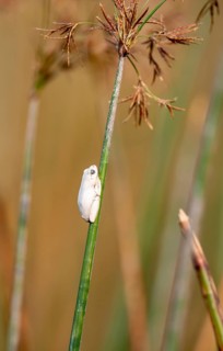 Marble redfrog (Hyperolius marmoratus), white frog sitting on a papyrus, Xakanaxa Lagoon, Okavango