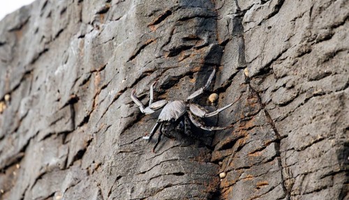 Red rock crab (Grapsus adscensionis), black young on a volcanic rock, coast, La Santa, Lanzarote,