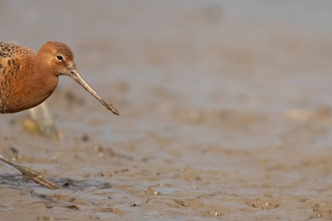 Black tailed godwit (Limosa limosa) adult male wader bird in summer plumage on a mudflat, England,