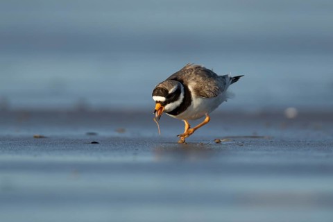 Ringed plover (Charadrius hiaticula) adult wader bird feeding on a worm on a beach, England, United