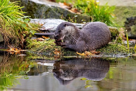 An otter enjoying the water with its reflection on the surface, An otter on the shore (Lutra Lutra)