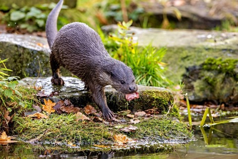 An otter on the shore with autumn leaves surrounded by mossy surroundings, An otter on the shore