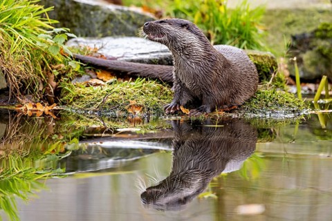 Otter sits attentively at the water's edge, reflection visible, An otter on the shore (Lutra Lutra)