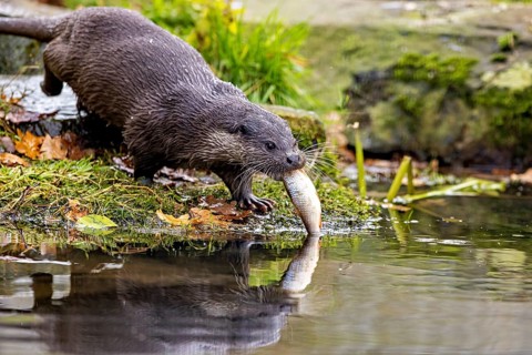 An otter catches a fish in water and keeps it in its mouth, An otter on the shore (Lutra Lutra)