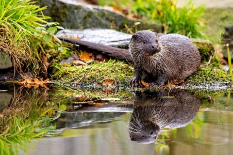 Otter observes the area on the shore, reflected in the water, An otter on the shore (Lutra Lutra)
