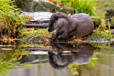 Otter looks at the water, is reflected in it, An otter on the shore (Lutra Lutra)