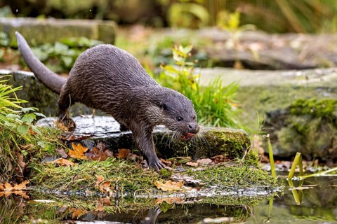 An otter walks along the moss-covered shore surrounded by autumn leaves, An otter on the shore