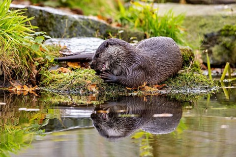 An otter resting on moss at the pond, reflecting in the water, an otter on the shore (Lutra Lutra)