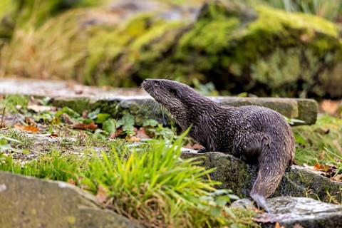 An otter climbs a moss-covered slope surrounded by stones and greenery, An otter on the shore