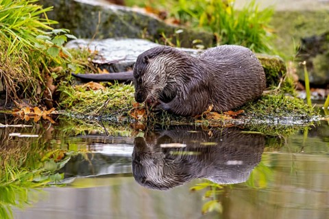 Otter lying by the water with a reflection of his silhouette, An otter on the shore (Lutra Lutra)