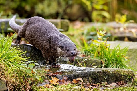 An otter climbs up a moss-covered bank surrounded by autumn landscape, An otter on the shore (Lutra