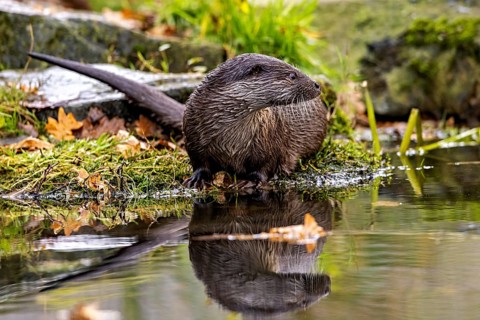 An otter sits on the shore and is reflected in the water, surrounded by autumn leaves, An otter on