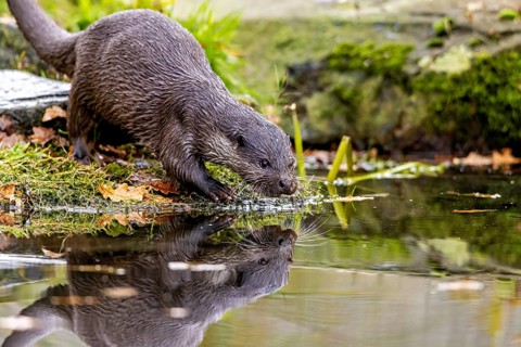 An otter inspecting the water, reflection visible, surrounded by nature, an otter on the shore